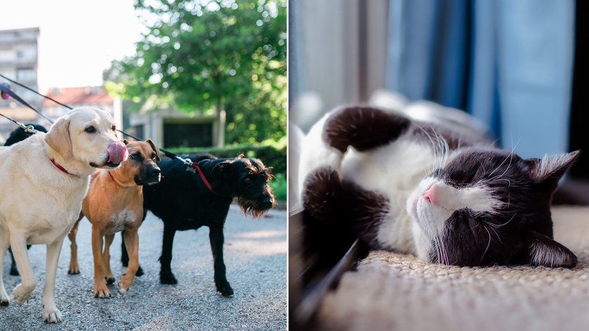 Bild på hundar och katt.