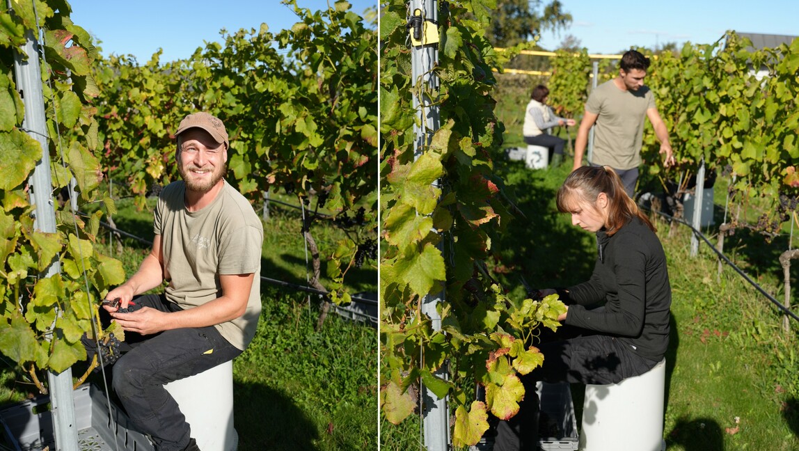 Bild på personer som skördar pinot noir-druvor.